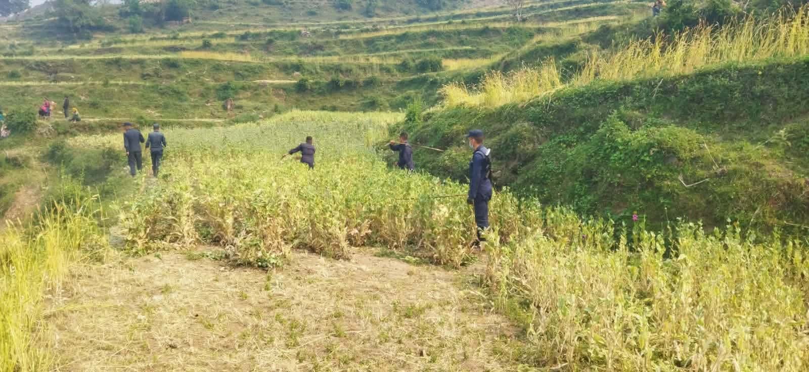 रुकुम पश्चिममा ठुलो मात्रामा अफिम फडानी, अझै खोजी जारी