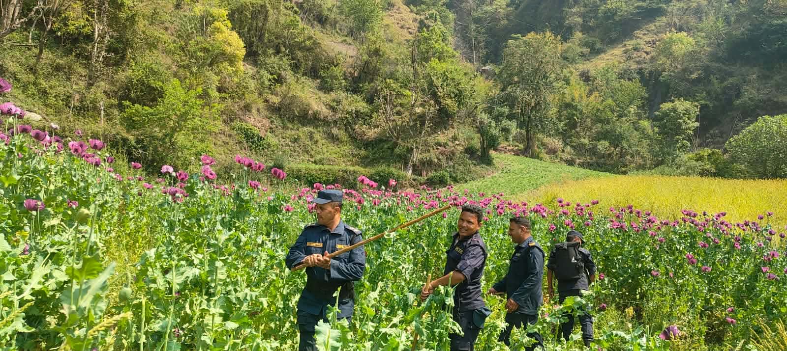 रुकुम पश्चिमा ५ सय १८ रोपनी क्षेत्रफलमा लगाएको लागुऔषध अफिम खेती नष्ट