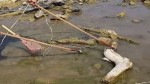 करेन्ट लगाएर माछा मार्ने  दुई युवा पक्राउ