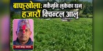 बाफुखोला: मकैमुनि लुकेका छन् हजारौँ क्विन्टल आलु