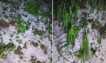 असिनाले मकैबाली तथा फलफूलमा क्षेती, किसान चिन्तित