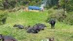 बाँफिकोटको डम्मानामा साझा गोठ निर्माण, एक कार्यक्रम गरेर उद्घाटन