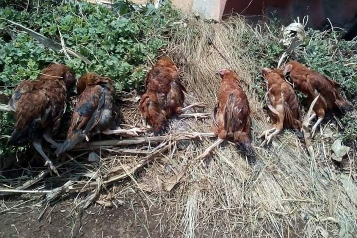 मुसीकोट ३ मा रानीखेत रोग फैलियो, दुईसय बढी कुखुरा मरे