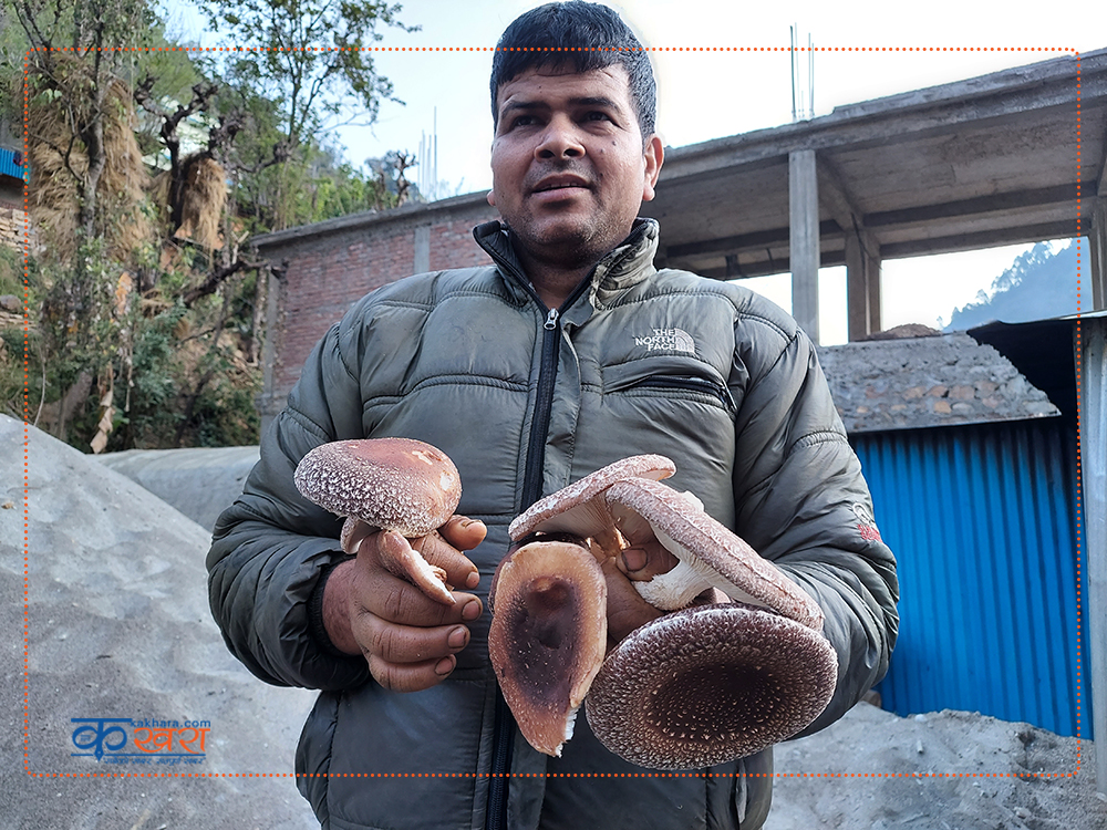 सिताके च्याउ उत्पादनमा केसी