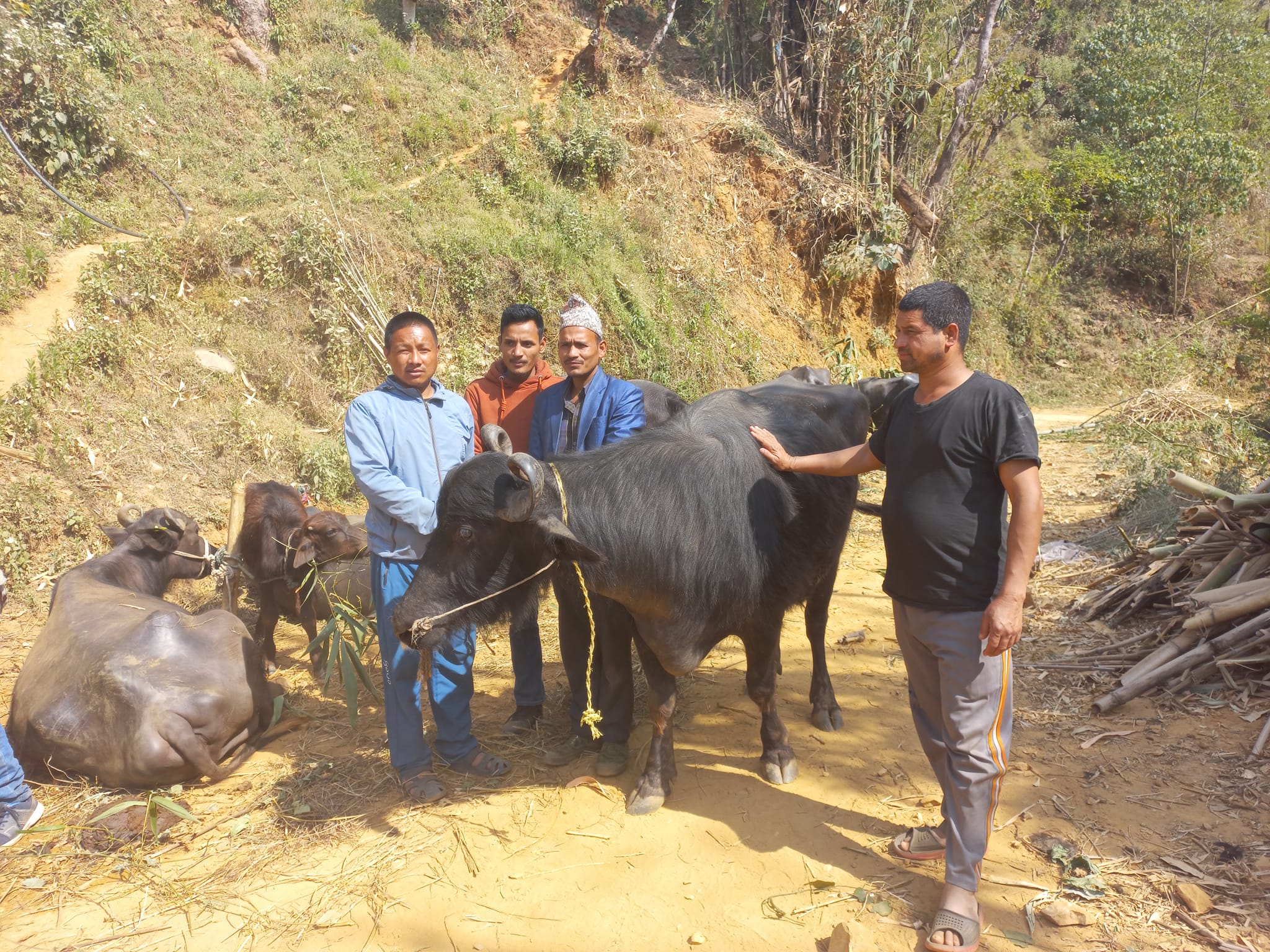 त्रिवेणी ६ का किसानलाई मुर्रा भैंसी