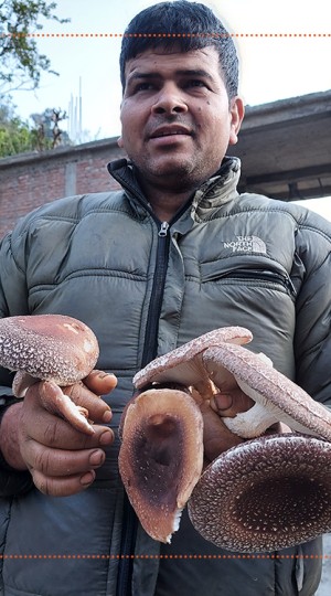 सिताके च्याउ उत्पादनमा केसी