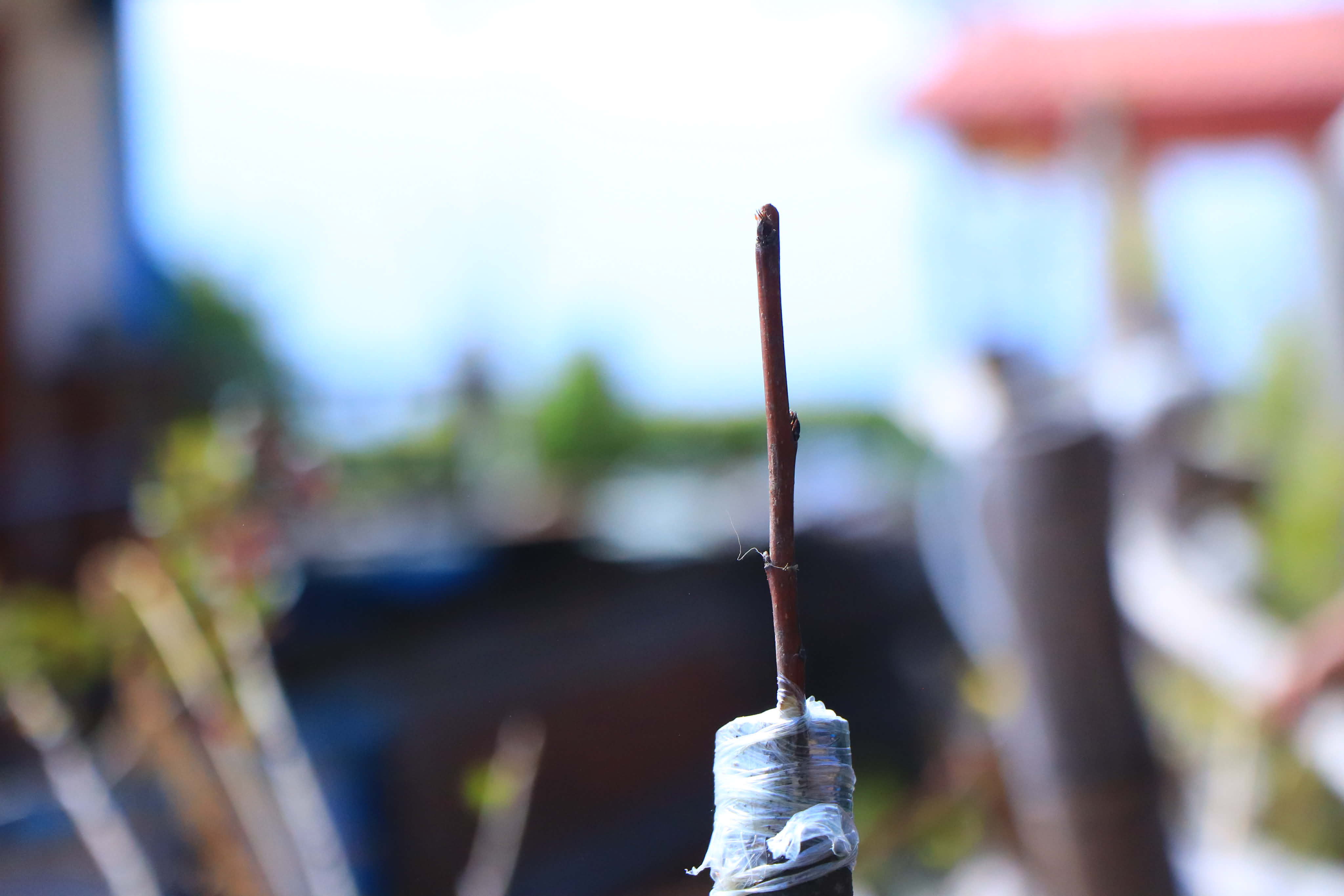 मुसिकाेटमा नास्पाती कलमी अभियान सरू