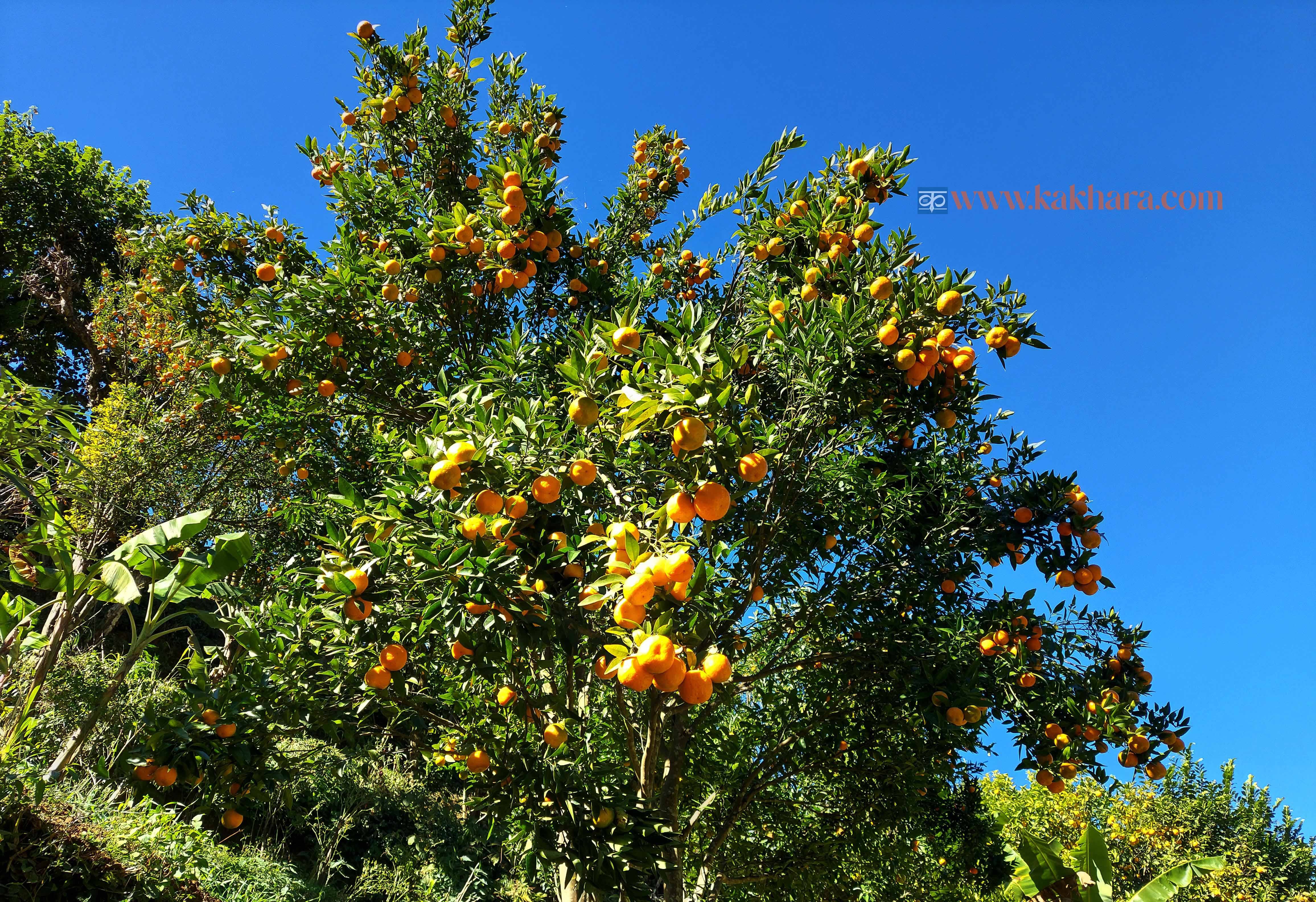 त्रिवेणीबाट यसवर्ष ९० लाख  रुपैयाँ भन्दा बढीको सुन्तला बिक्री 