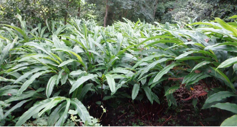 त्रिवेणीमा अलैची बिक्रिबाट २७ लाख बढी आम्दानी,  खेतीतर्फ  आकर्षित हुँदै किसान