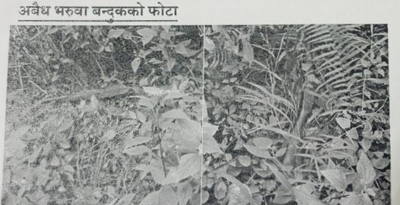त्रिवेणीको जंगलबाट तीन नाल बेवारिसे भरुवा बन्दुक बरामद