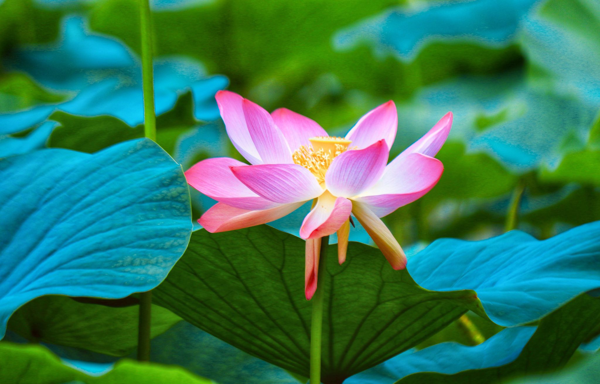 आहा ! कमल ताल (फाेटाे फिचर)