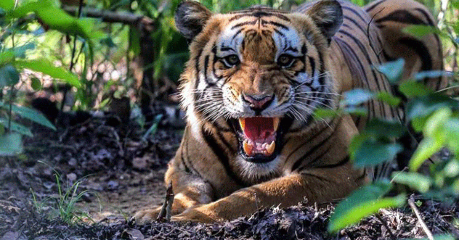 सल्यानमा बाघको आक्रमणबाट ६५ वर्षिय बृद्धको मृत्यु