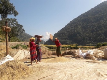 किसानलाई धान भित्र्याउने चटारो (फोटो फिचर)