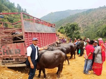 त्रिवेणी ५ का कुनबाङ र सल्लेरीपाखाका १५ किसानलाई दुहुना भैँसी वितरण 