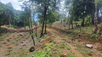 मारपुजा वनमा ४ हजार बिरुवा रोपियो