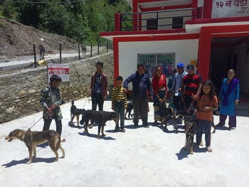 मुसिकोट १२ का ५२ वटा कुकुरलाई रेविज विरुद्धको खोप