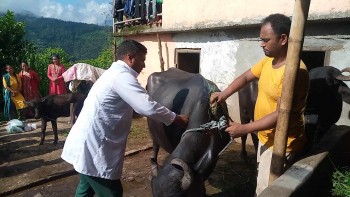 रुकुम पश्चिममा ५० हजार पशुलाई खाेरेत रोग विरुद्धको खोप दिइदै 