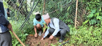 मुसिकोट १० मा गोल्मोरका विरुवा रोपियो
