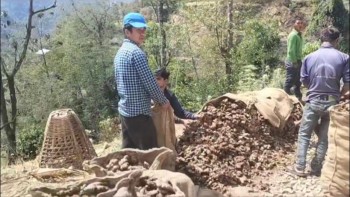 गाउँबाटै अदुवा बिक्रि, कृषक हर्षित 