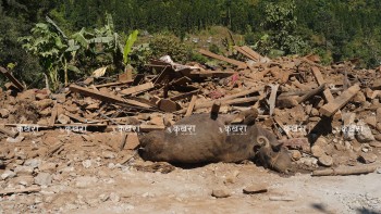 पशु चौपाया र पंक्षीमा आधा करोड बढीको क्षति, झन्डै ९ सय पशुपंक्षी मरे 