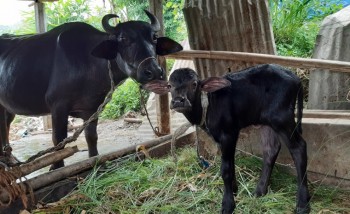 सानीभेरीका पाँच सय बढी किसानले पाए गाई भैँसी सुत्केरी प्रोत्साहन भत्ता 