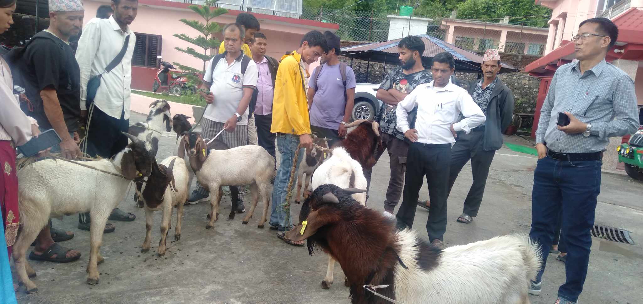 नश्ल सुधारका लागि मुसिकोट र त्रिवेणीका किसानलाई ९ वटा बोका वितरण 