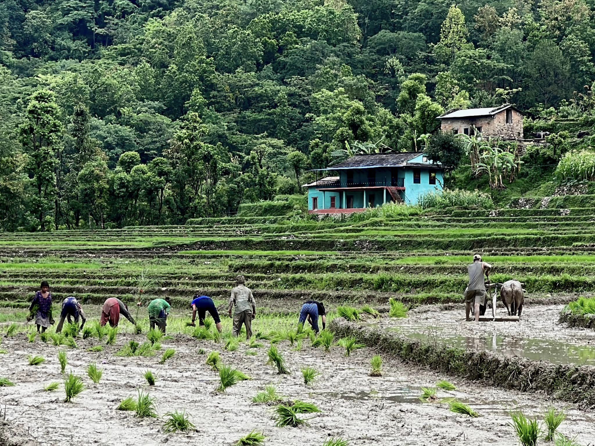 रुकुम पश्चिममा धान दिवस मनाइयो 