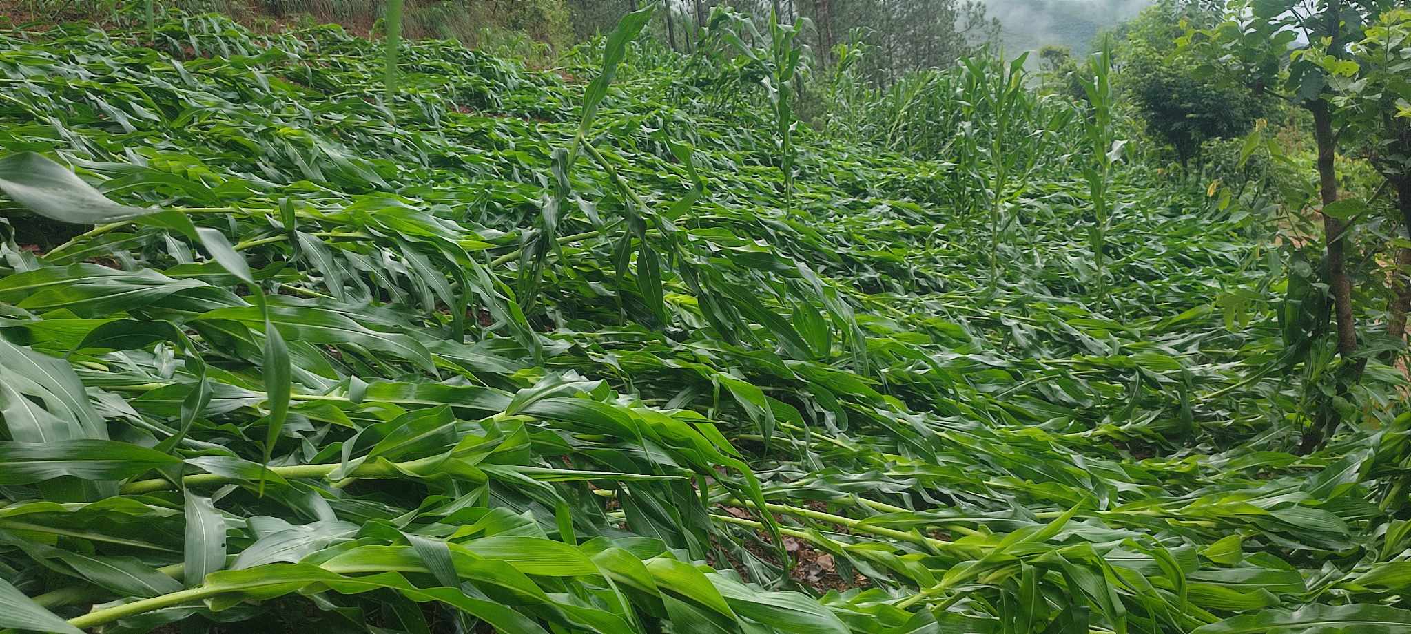 सानीभेरी ३ मा हावाहुरीले मकैबालीमा क्षति 