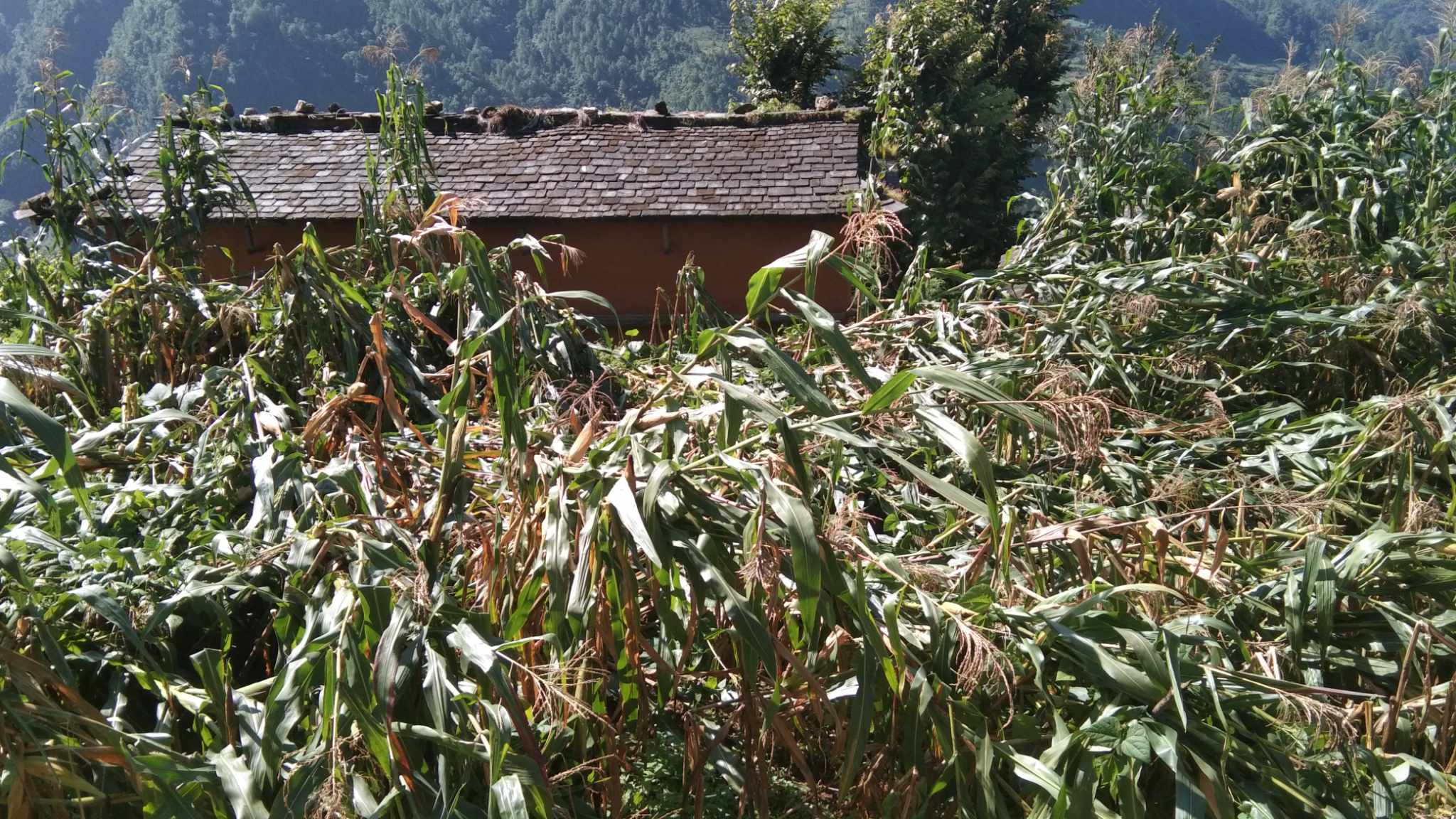 हावाहुरीले रुकुम पश्चिममा साढे १० करोडको क्षेति, कुन पालिकामा कति ?