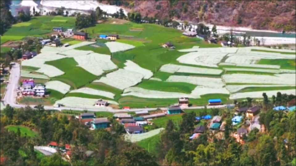 रुकुम पश्चिममा तरकारी बीउ बिक्रिबाट ७ करोडको आम्दानी, भनेजस्तो मुल्य  नपाउँदा किसान मारमा