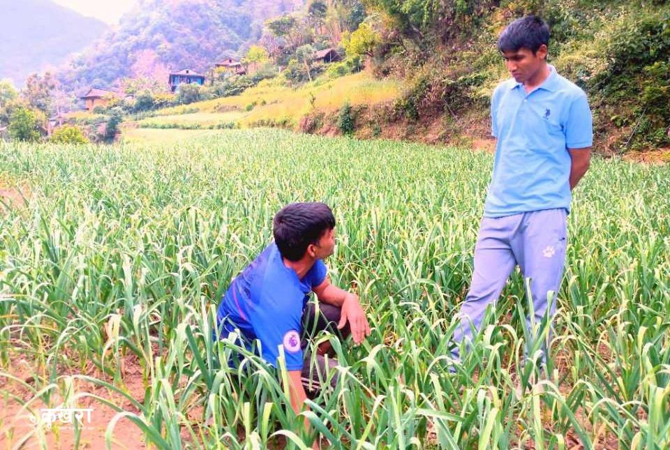 लसुनले बदलेको झ्याङ गाउँका स्थानीयको जीवनस्तर !