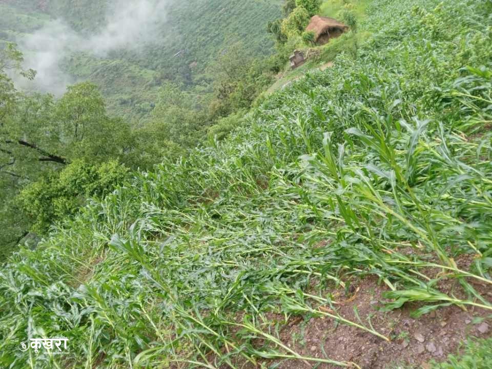 वर्षासँगैकाे हावाहुरीले मकै बालीमा क्षति