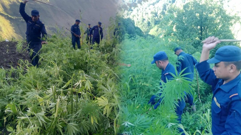 रूकुम पूर्व प्रहरीले ७ राेपनी जग्गामा लगाइएकाे गाँजा फडानी गर्याे