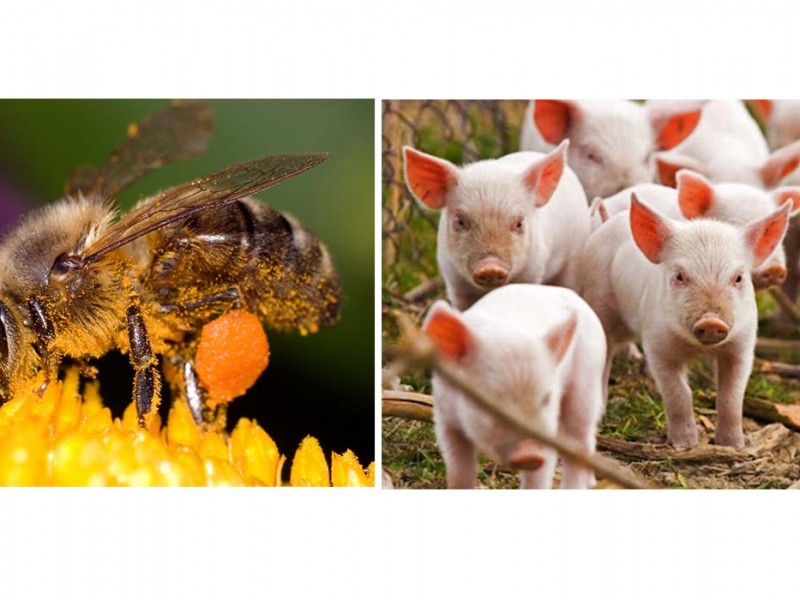 रुकुम पूर्वमा माहुरी र बंगुरको ब्लक कार्यक्रम सुरु हुदै