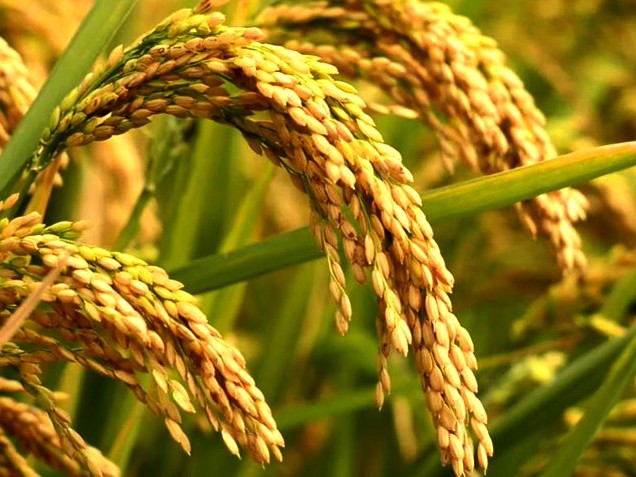 रुकुम पश्चिममा धान उत्पादन घट्यो 