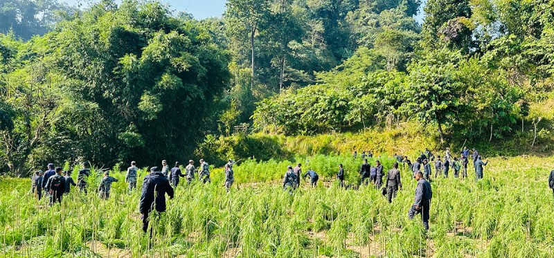 पाँच हजार आठ सय पन्ध्र रोपनीमा गाँजा फँडानी