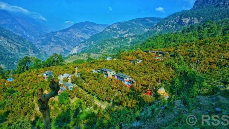 सडक बनाउन सुन्तला महोत्सव आयोजना