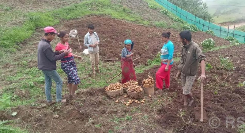 आलु बिक्री गर्न कोसेली घर सञ्चालन