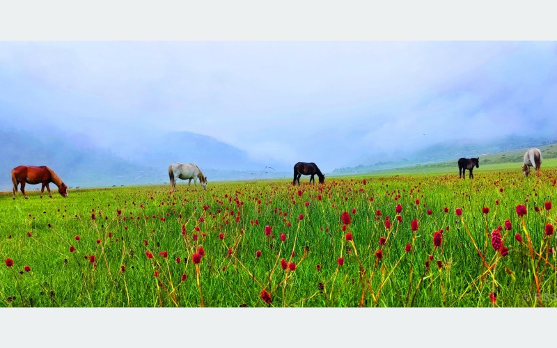 आहा !  ढोरपाटन