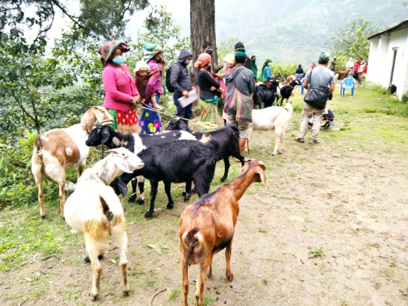 रूकुम पश्चिमबाट एक वर्षमा १८ करोड बढीको पशु तथा कृषि उपज निर्यात 