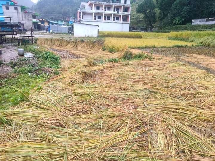 धान भित्र्याउने बेला लगातार वर्षा भएपछि किसान चिन्तित 