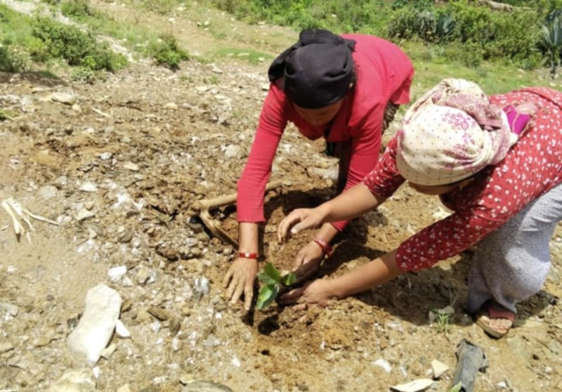 एकता समाज यूवा क्लवद्धारा चौखाबाङमा वृक्षारोपन 