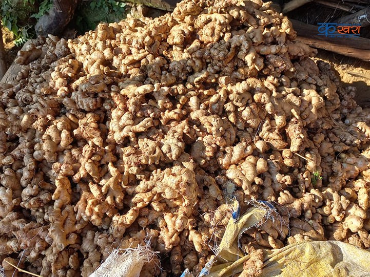 पहिलो पटक अदुवा खेतिः टन्न फल्यो, बिक्रि भएन् 