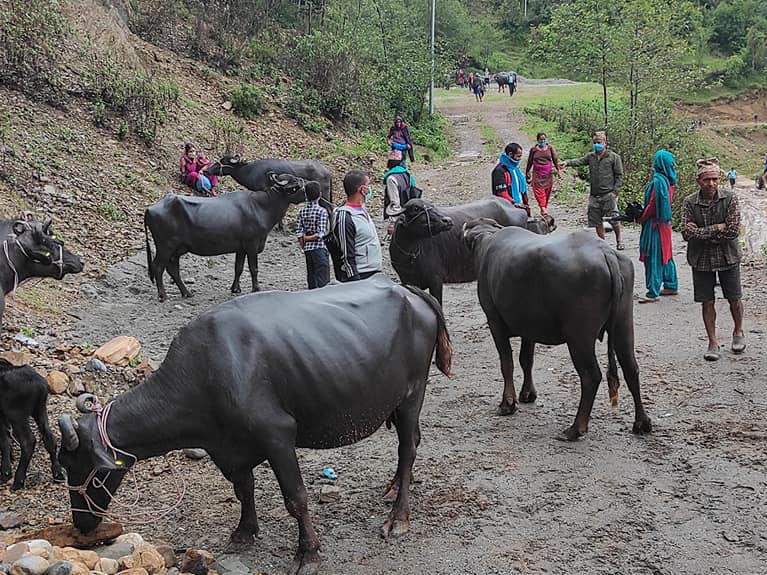 पाँच पालिकामा २ सय भैंसी, ६ सय बाख्रा र १२ बोका वितरण