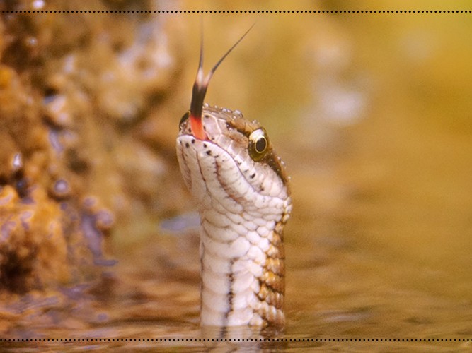 रुकुम पश्चिमका रावलले खिचेको फोटो वाइल्डलाइफ फोटोग्राफीमा सर्वोत्कृष्ट