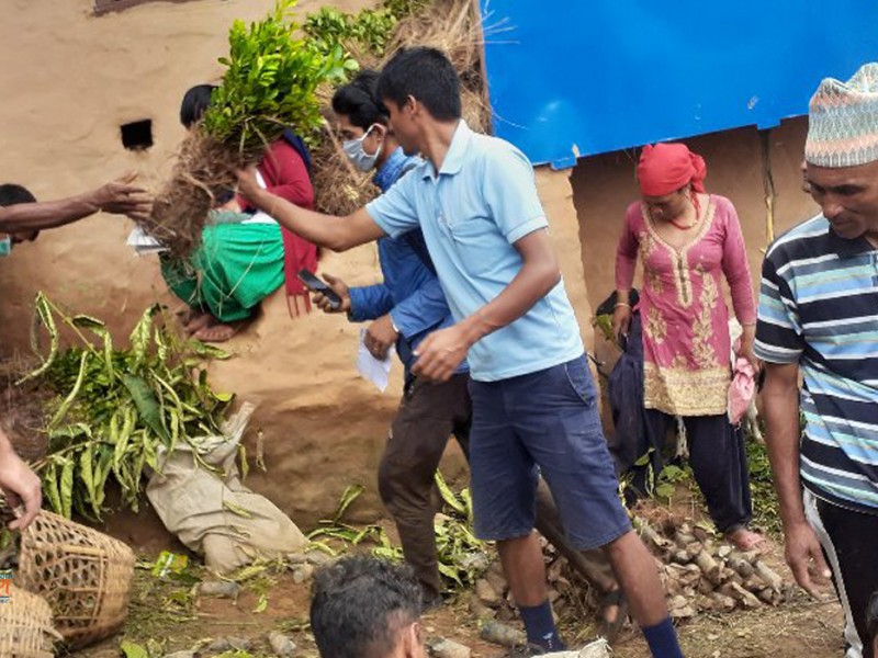 साढे १७ हजार बढी विरुवा वितरण