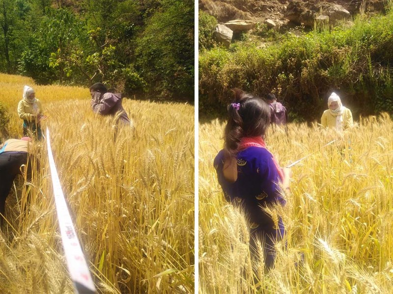 रुकुम पश्चिममा गहुँ उत्पादन घट्यो 