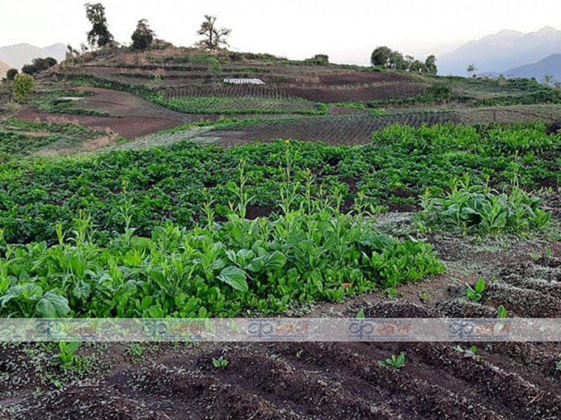 खाली रहेको मारिङ यसरी बन्यो अनुसन्धान केन्द्र