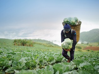 कृषि तथा पशु बीमामा अनाकर्षण