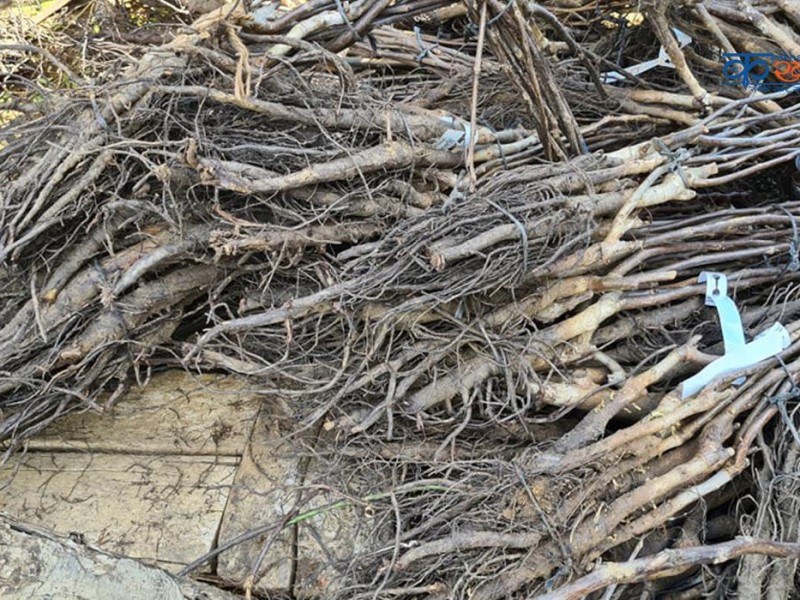 सुकेका दश हजार ओखरका विरुवा फिर्ता पठाइयो